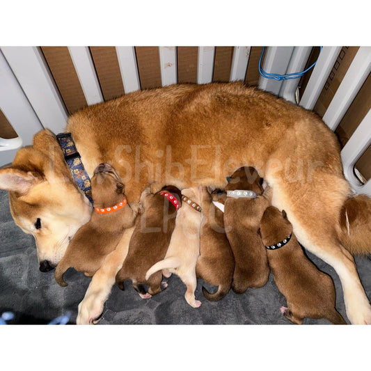 Acompte de Réservation d'un Chiot LovShib™️