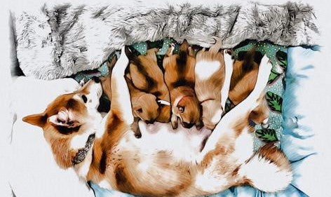 Acompte de Réservation d'un Chiot LovShib™️