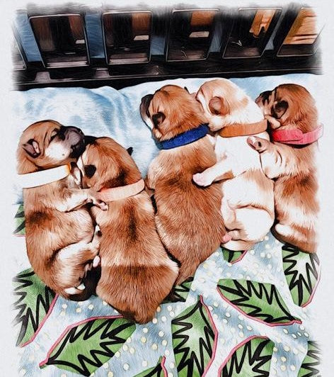 Acompte de Réservation d'un Chiot LovShib™️