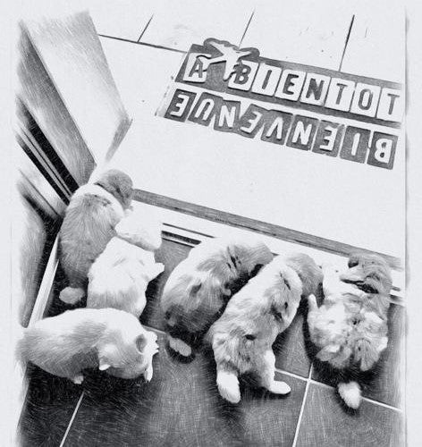 Acompte de Réservation d'un Chiot LovShib™️