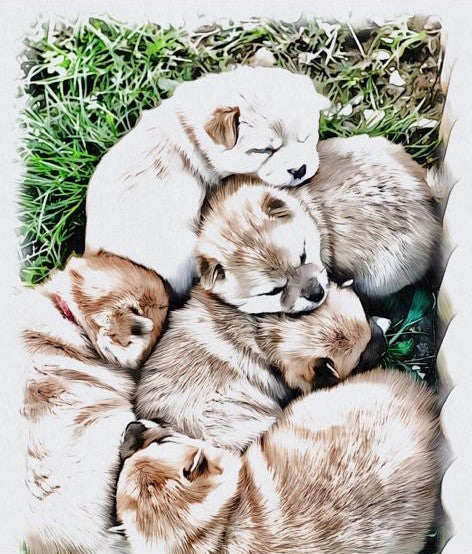 Acompte de Réservation d'un Chiot LovShib™️