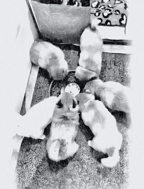 Acompte de Réservation d'un Chiot LovShib™️