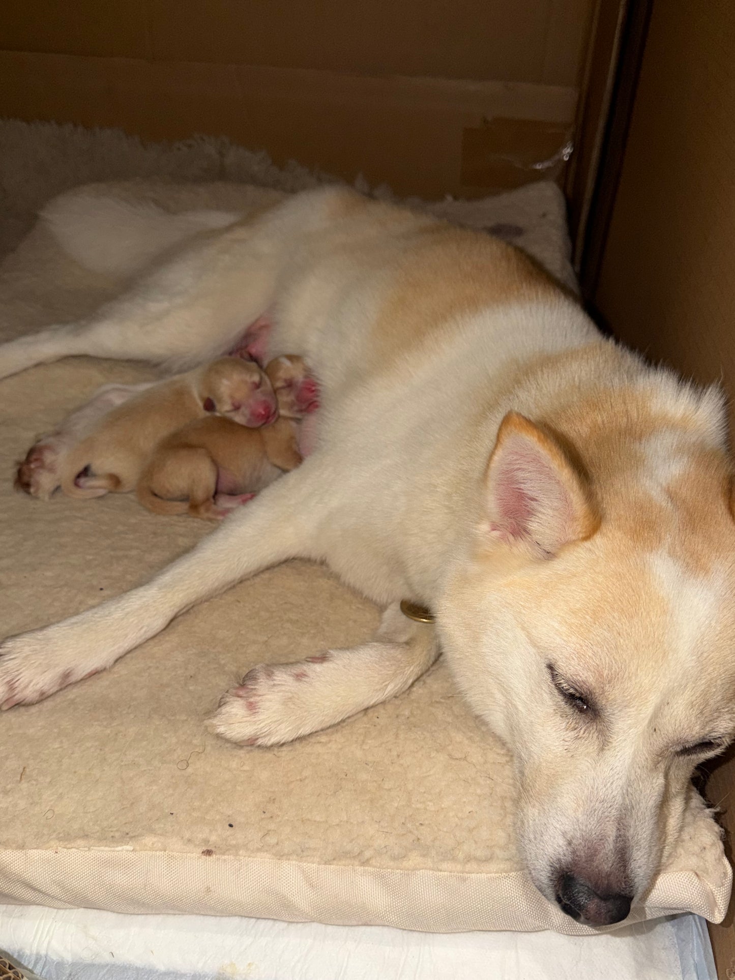Acompte de Réservation d'un Chiot LovShib™️