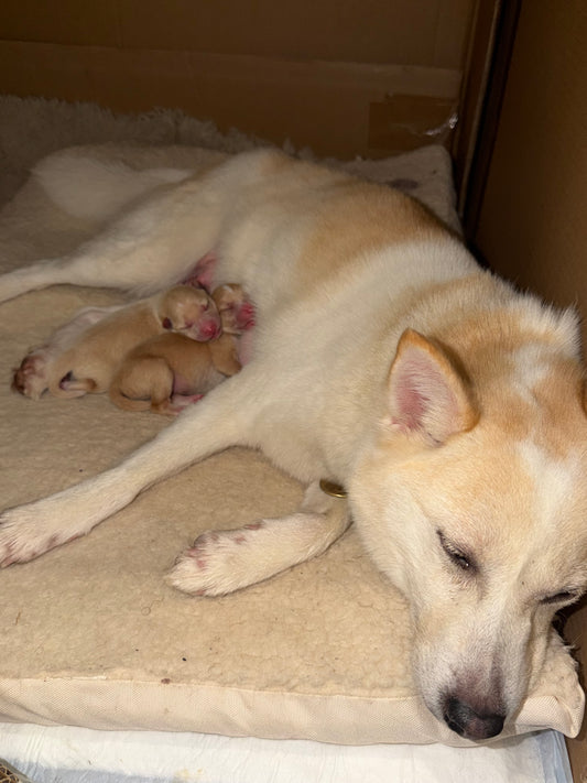 Acompte de Réservation d'un Chiot LovShib™️
