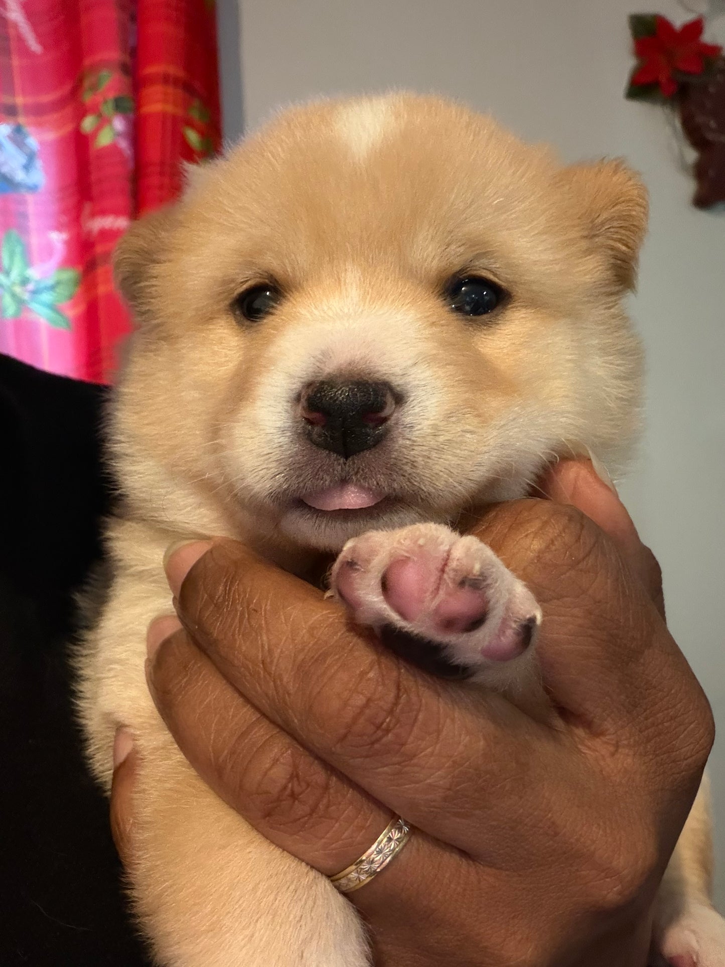 Acompte de Réservation d'un Chiot LovShib™️