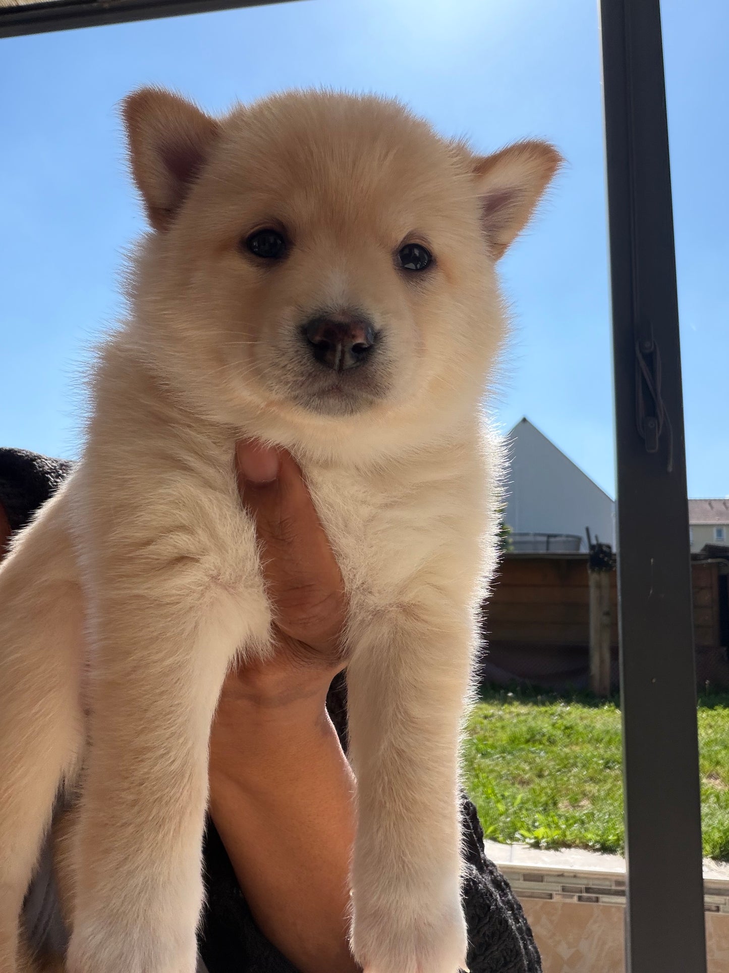 Acompte de Réservation d'un Chiot LovShib™️
