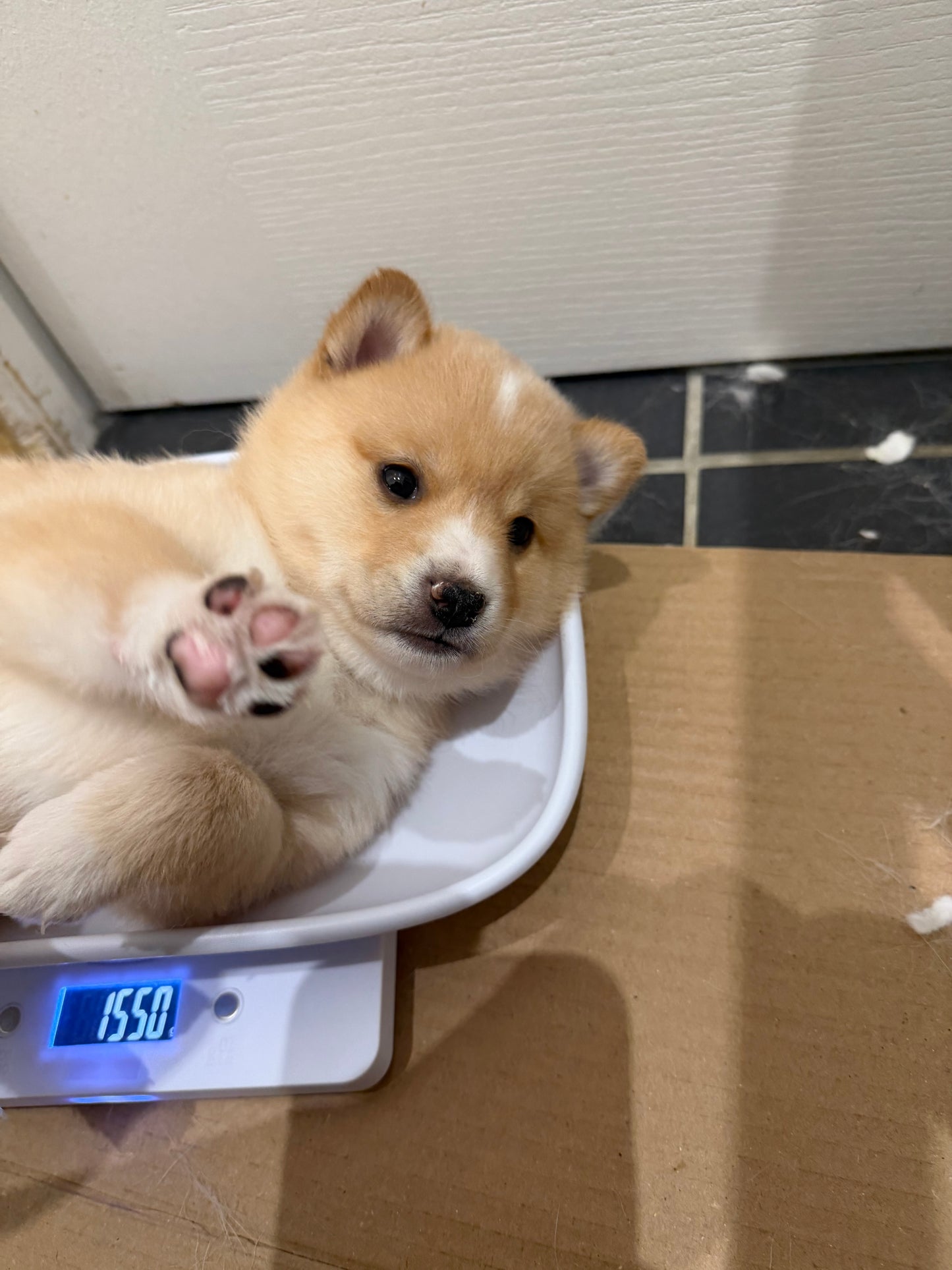 Acompte de Réservation d'un Chiot LovShib™️