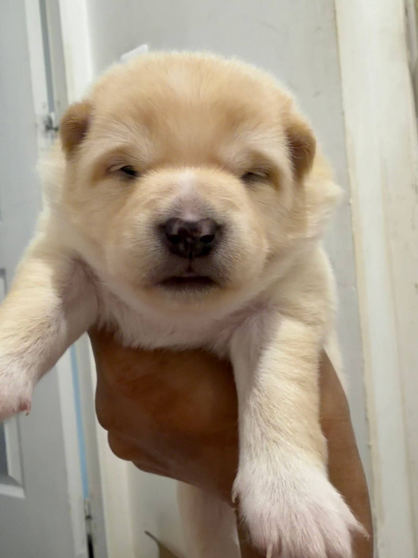 Acompte de Réservation d'un Chiot LovShib™️