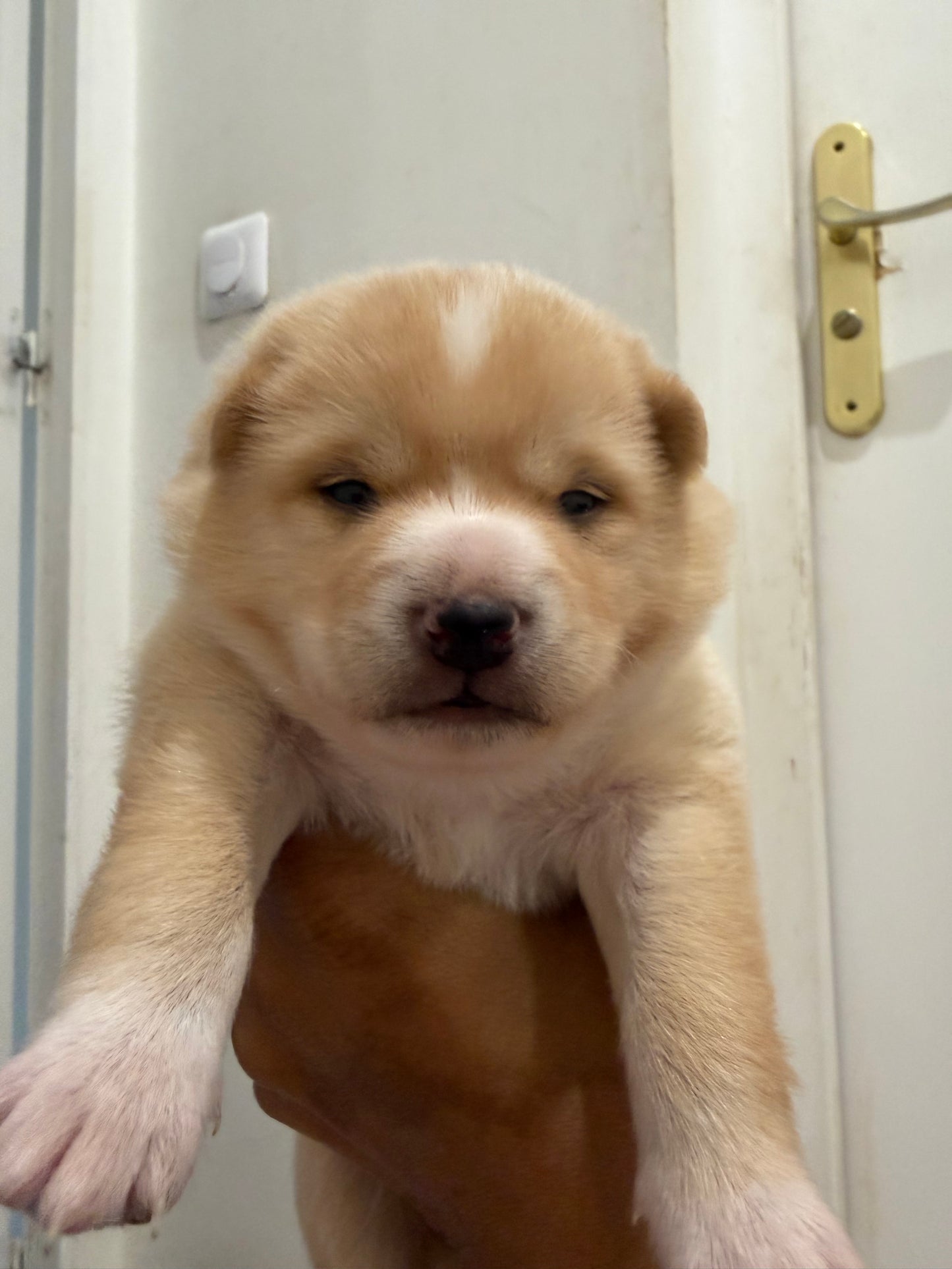 Acompte de Réservation d'un Chiot LovShib™️