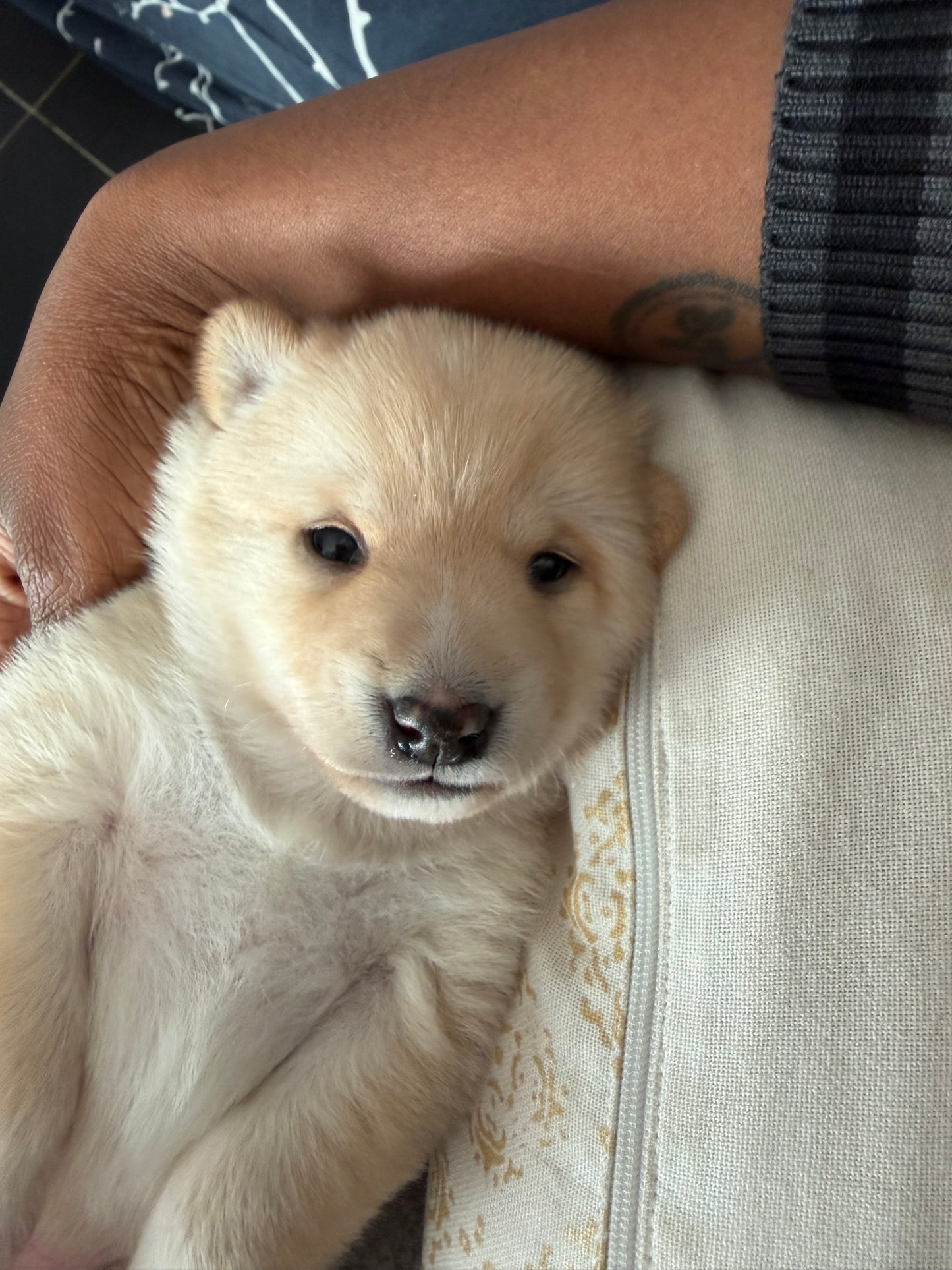 Acompte de Réservation d'un Chiot LovShib™️