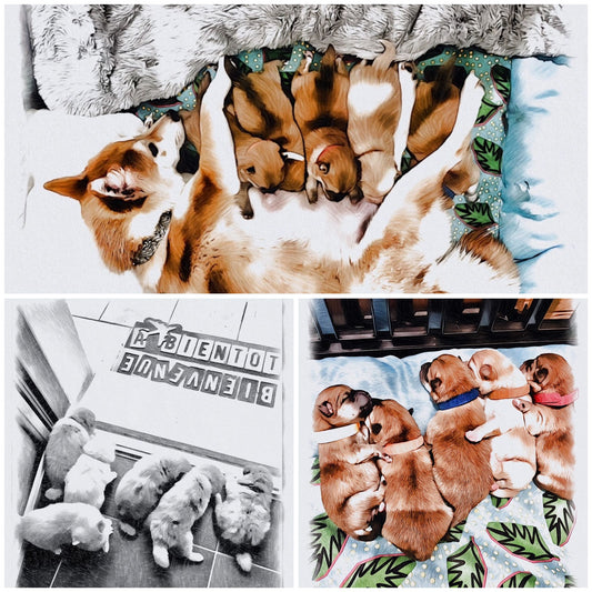Gamme pour Chien et Chat à personnaliser LovShib™️ Élevage