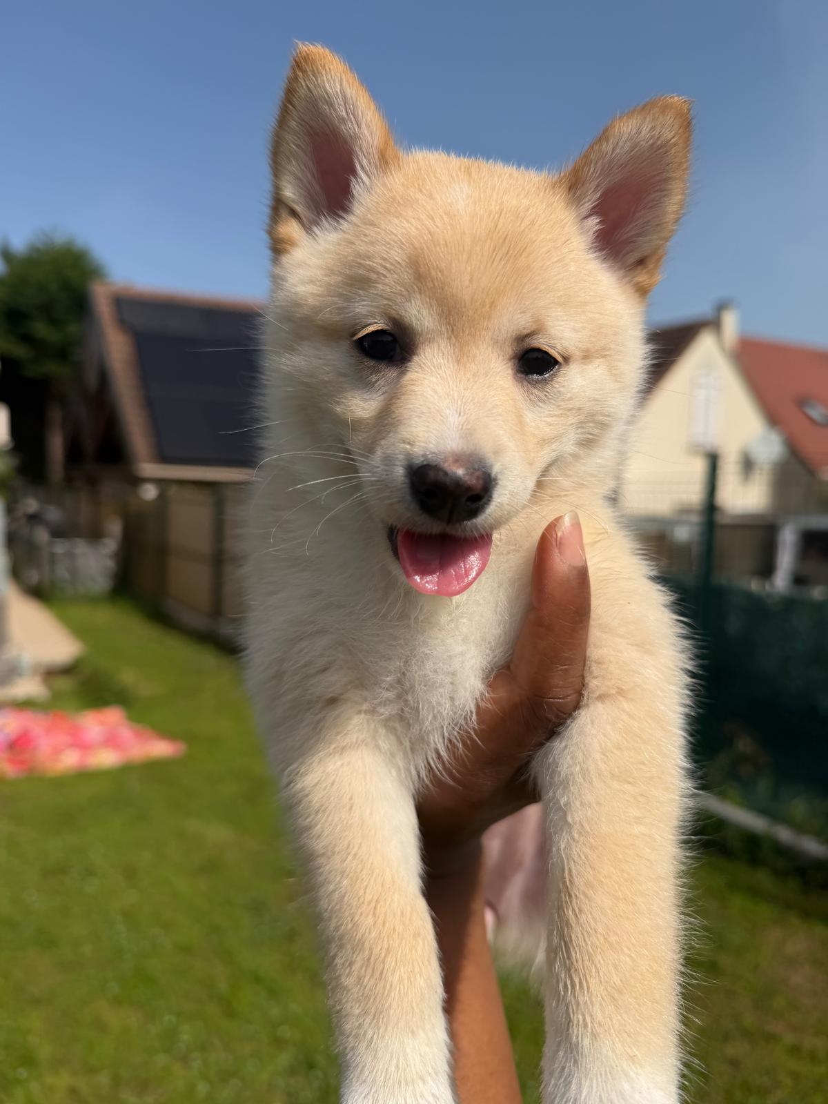 Acompte de Réservation d'un Chiot LovShib™️