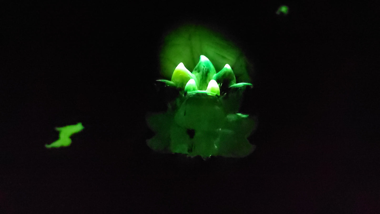 Gamme d'Articles Phosphorescent en résine