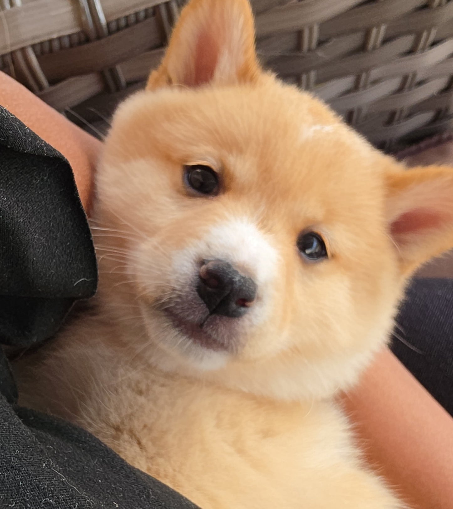Acompte de Réservation d'un Chiot LovShib™️